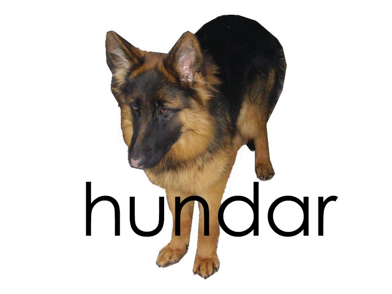 Hundar