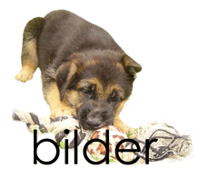 Bilder