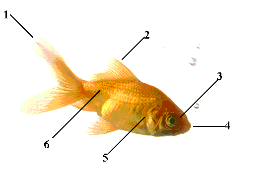 Fisk1.GIF