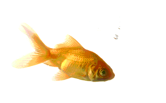 Fisk2.GIF