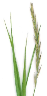 Kvickrot